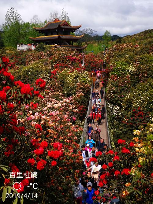 百里杜鹃本地人免门票不?百里杜鹃哪个大门收费-图3 百里杜鹃本地人免门票不?百里杜鹃哪个大门收费-图3
