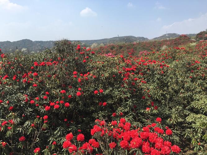 百里杜鹃本地人免门票不?百里杜鹃哪个大门收费-图2 百里杜鹃本地人免门票不?百里杜鹃哪个大门收费-图2