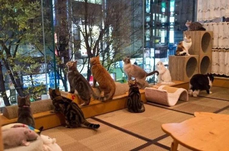 猫咖大概人均消费多少?猫咪咖啡店收费-图3 猫咖大概人均消费多少?猫咪咖啡店收费-图3
