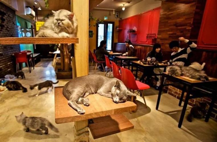猫咖大概人均消费多少?猫咪咖啡店收费-图1 猫咖大概人均消费多少?猫咪咖啡店收费-图1
