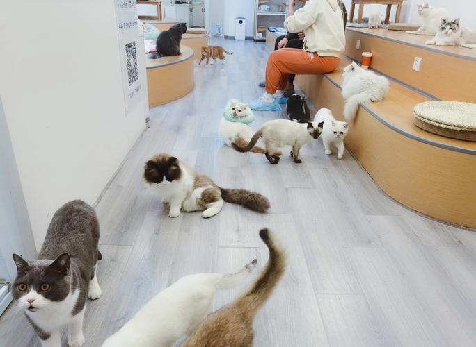 猫咖大概人均消费多少?猫咪咖啡店收费-图2 猫咖大概人均消费多少?猫咪咖啡店收费-图2