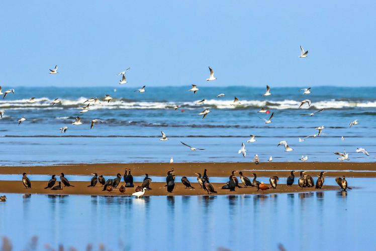 北戴河湿地公园值得去吗?北戴河观鸟湿地收费吗-图2 北戴河湿地公园值得去吗?北戴河观鸟湿地收费吗-图2