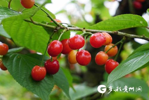 遵义红花岗哪里可以摘樱桃?遵义摘樱桃怎么收费的-图3 遵义红花岗哪里可以摘樱桃?遵义摘樱桃怎么收费的-图3