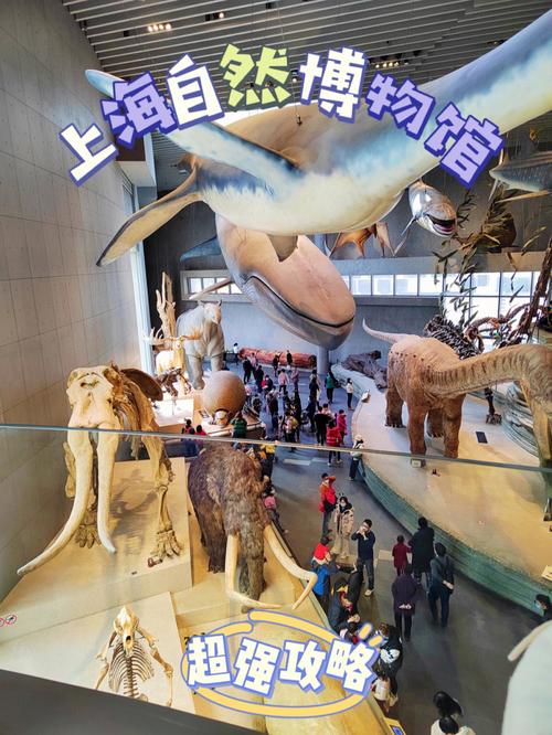 上海自然博物馆为什么只有半价票?上海收费的博物馆-图3 上海自然博物馆为什么只有半价票?上海收费的博物馆-图3