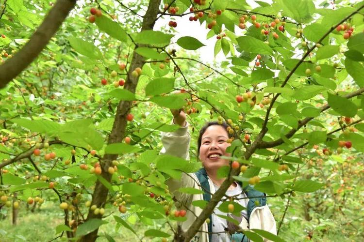 飞龙湖有多长?遵义市摘樱桃收费-图2 飞龙湖有多长?遵义市摘樱桃收费-图2