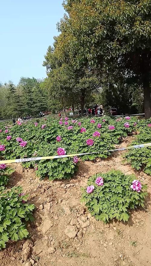驻马店特产顺口溜?汝南牡丹收费吗-图3 驻马店特产顺口溜?汝南牡丹收费吗-图3