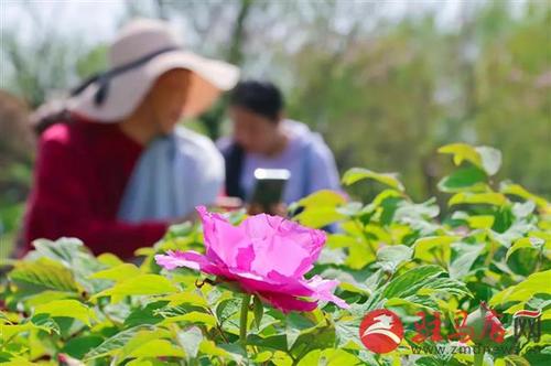 驻马店特产顺口溜？汝南牡丹收费吗