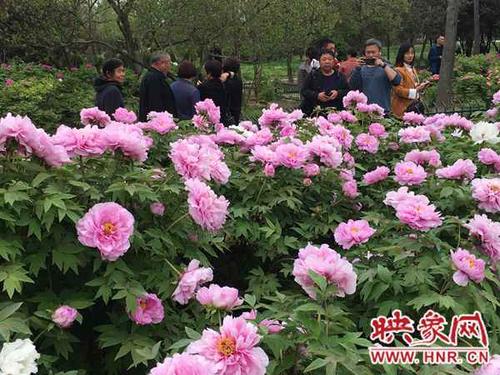 驻马店特产顺口溜?汝南牡丹收费吗-图2 驻马店特产顺口溜?汝南牡丹收费吗-图2