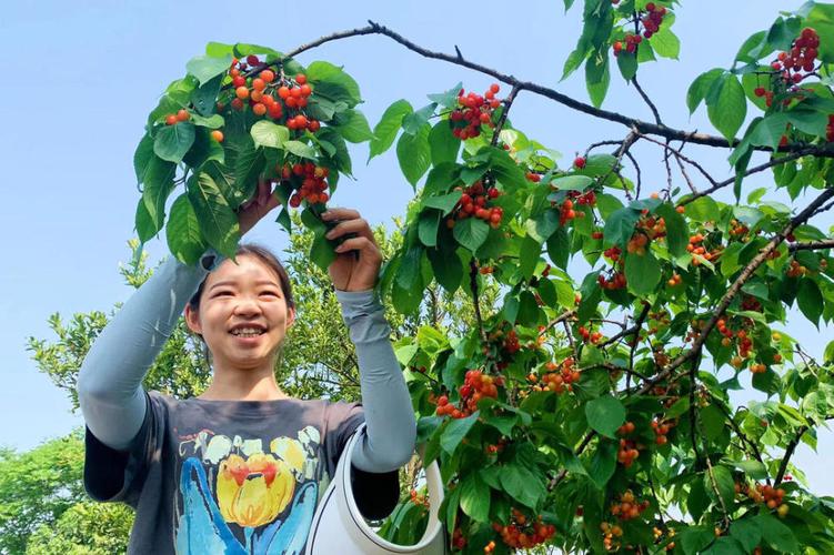 成都周边哪里有摘樱桃的地方啊？成都摘樱桃怎么收费
