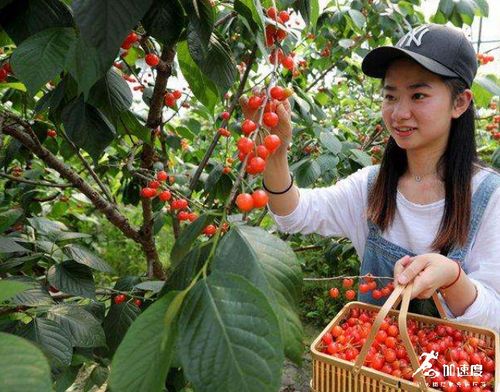 成都周边哪里有摘樱桃的地方啊?成都摘樱桃怎么收费-图2 成都周边哪里有摘樱桃的地方啊?成都摘樱桃怎么收费-图2