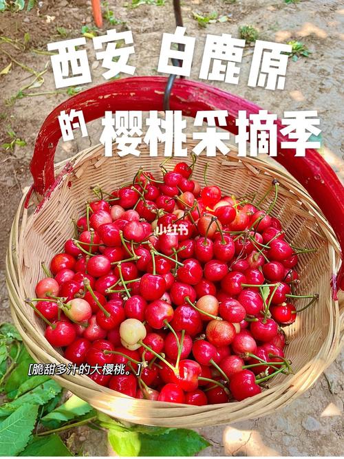 西安樱桃节是几月几日?西安摘樱桃怎么收费-图2 西安樱桃节是几月几日?西安摘樱桃怎么收费-图2