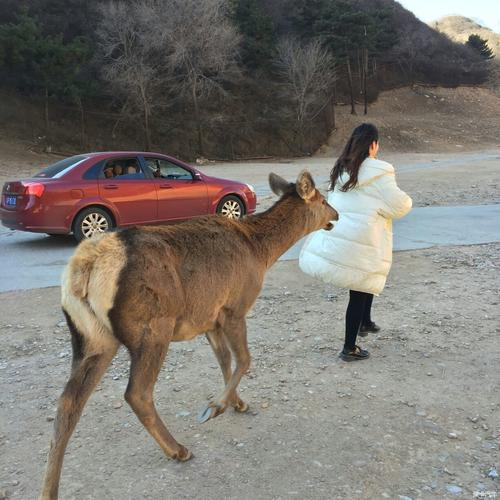 八达岭野生动物园全程开车吗?八达岭野生动物园收费-图3 八达岭野生动物园全程开车吗?八达岭野生动物园收费-图3