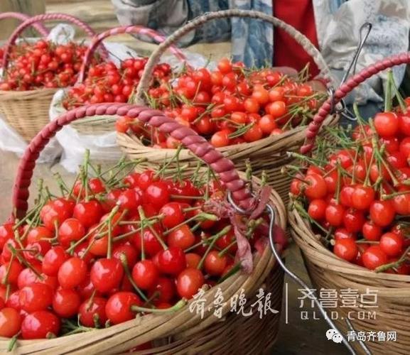 青岛应季水果?北宅樱桃怎么收费的-图3 青岛应季水果?北宅樱桃怎么收费的-图3