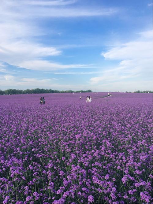 怎么介绍薰衣草庄园的花?丹徒薰衣草庄园收费吗-图2 怎么介绍薰衣草庄园的花?丹徒薰衣草庄园收费吗-图2