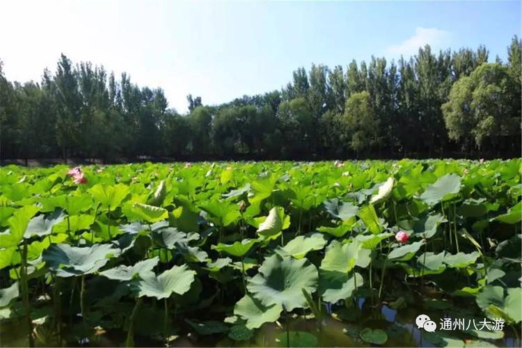 廊坊看荷花的地方？于家务附近收费站