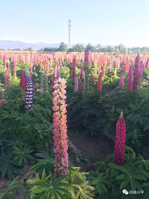 兴平鲁冰花观光园要门票吗？鲁冰花咸阳收费吗
