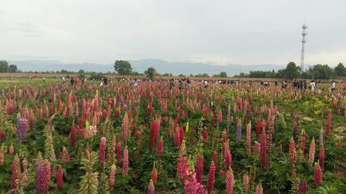 兴平鲁冰花观光园要门票吗?鲁冰花咸阳收费吗-图3 兴平鲁冰花观光园要门票吗?鲁冰花咸阳收费吗-图3