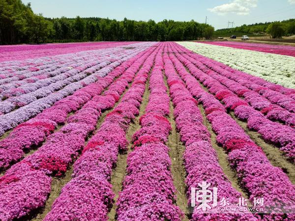 佳木斯看花的地方？桦南看花收费吗