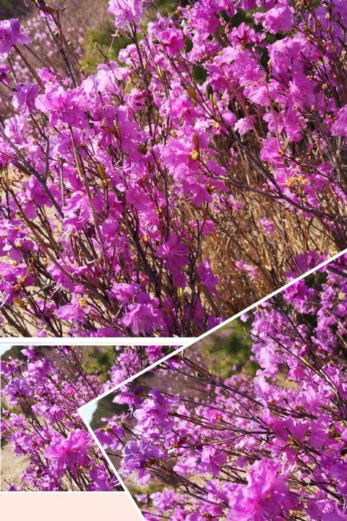 佳木斯看花的地方?桦南看花收费吗-图2 佳木斯看花的地方?桦南看花收费吗-图2