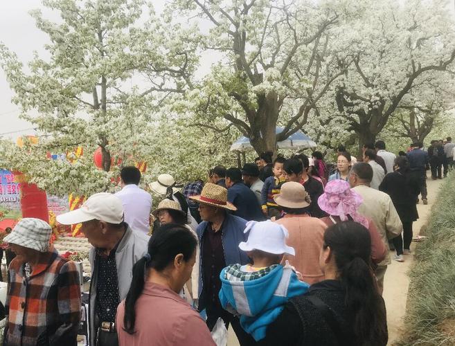 宁陵梨花节开车去方便吗?青海乐都收费站怎么走-图1 宁陵梨花节开车去方便吗?青海乐都收费站怎么走-图1