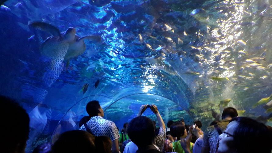 天津吉昌海洋馆门票多少?天津海洋世界停车收费-图3 天津吉昌海洋馆门票多少?天津海洋世界停车收费-图3