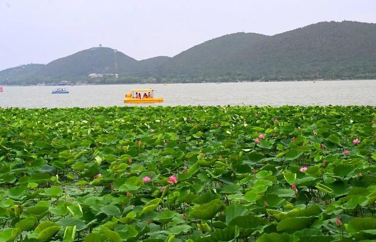 云龙湖看荷花最佳时间？徐州钓鱼岛收费