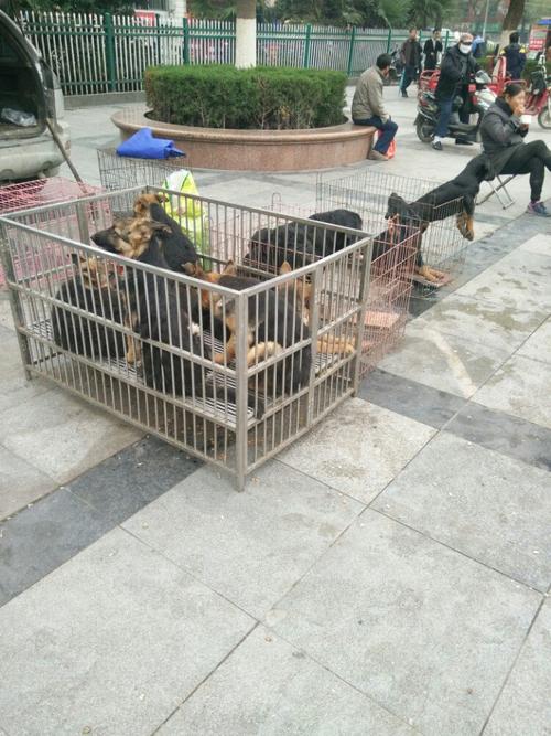 有谁知道北京朝阳区哪里有正规狗市的?北京国际宠物公园收费-图2 有谁知道北京朝阳区哪里有正规狗市的?北京国际宠物公园收费-图2
