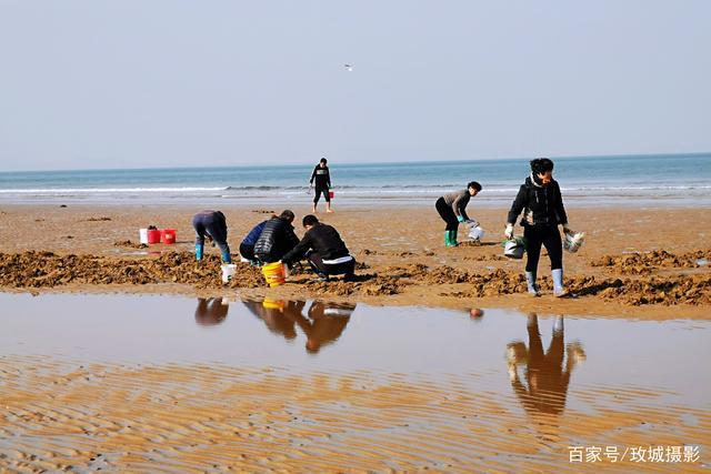 威海金沙滩赶海最佳时间?黄岛金沙滩赶海收费吗-图3 威海金沙滩赶海最佳时间?黄岛金沙滩赶海收费吗-图3