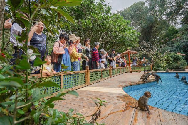 陵水南湾猴岛开车去要门票吗?南湾猴岛儿童门票收费-图2 陵水南湾猴岛开车去要门票吗?南湾猴岛儿童门票收费-图2