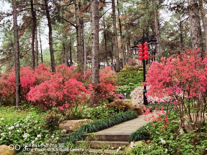 丹东锦江山杜鹃花展门票?丹东杜鹃花谷收费吗-图2 丹东锦江山杜鹃花展门票?丹东杜鹃花谷收费吗-图2