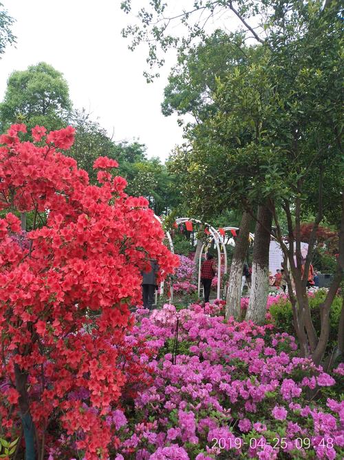 丹东锦江山杜鹃花展门票?丹东杜鹃花谷收费吗-图3 丹东锦江山杜鹃花展门票?丹东杜鹃花谷收费吗-图3