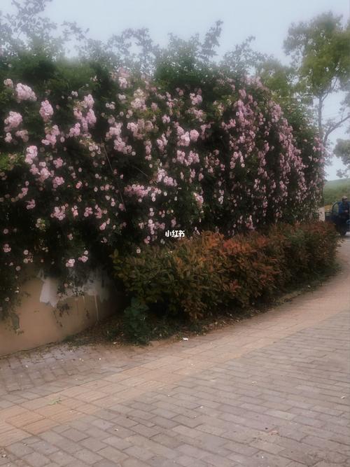 奥林匹克公园蔷薇花开了吗?奥森公园停车场乱收费-图2 奥林匹克公园蔷薇花开了吗?奥森公园停车场乱收费-图2
