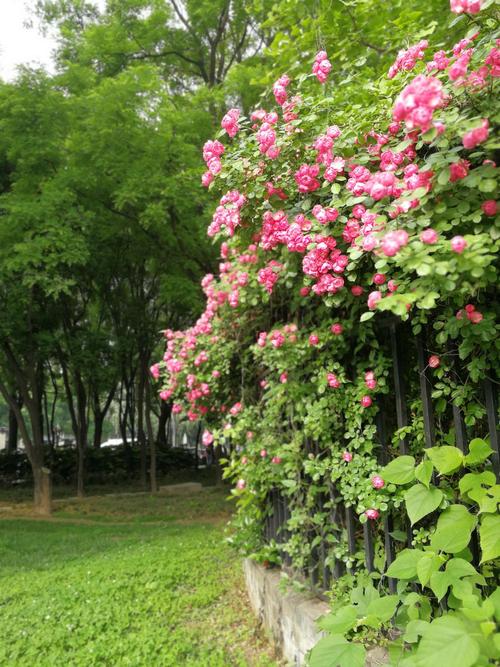 奥林匹克公园蔷薇花开了吗?奥森公园停车场乱收费-图1 奥林匹克公园蔷薇花开了吗?奥森公园停车场乱收费-图1