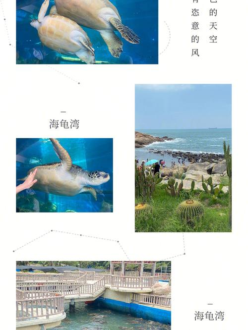双月湾海龟馆要门票怎样参观?双月湾观景台收费么-图3 双月湾海龟馆要门票怎样参观?双月湾观景台收费么-图3