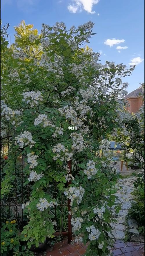 清新淡雅小白花的句子？家盒子望京店 收费