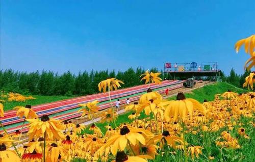 2023金珠花海什么时候开放?金珠花海收费-图3 2023金珠花海什么时候开放?金珠花海收费-图3