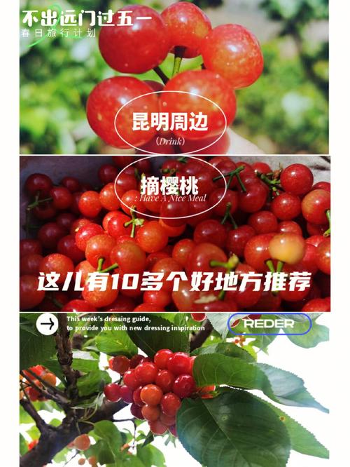 摘樱桃'的地方，不要出昆明？昆石七甸收费站