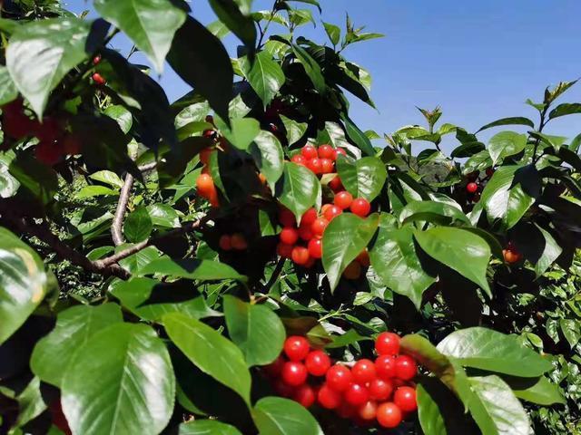 摘樱桃'的地方,不要出昆明?昆石七甸收费站-图3 摘樱桃'的地方,不要出昆明?昆石七甸收费站-图3