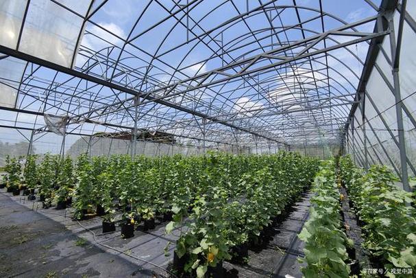 农业有哪些秘密知识?雷公葡萄园收费标准-图3 农业有哪些秘密知识?雷公葡萄园收费标准-图3