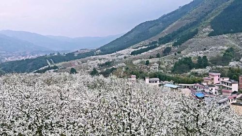 2023灌阳梨花开放时间?梨树花海还收费吗-图3 2023灌阳梨花开放时间?梨树花海还收费吗-图3