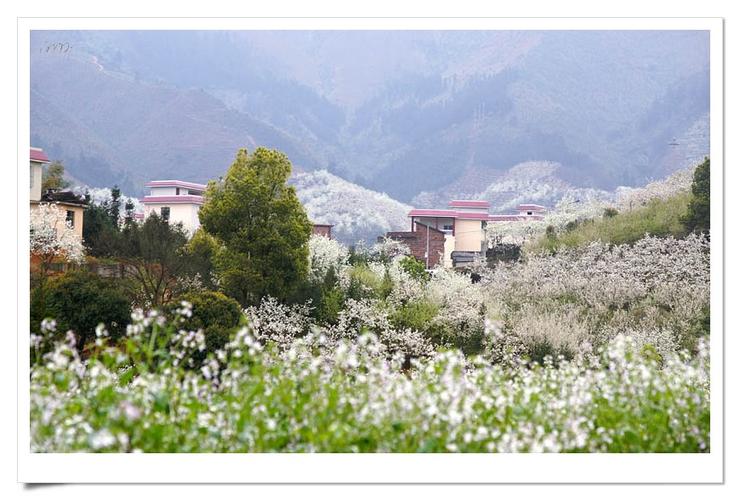 2023灌阳梨花开放时间?梨树花海还收费吗-图2 2023灌阳梨花开放时间?梨树花海还收费吗-图2