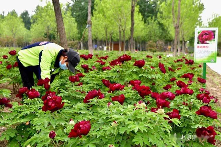 运河牡丹园怎么收费？旅游景点乱收费实例