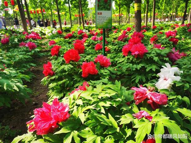 运河牡丹园怎么收费?旅游景点乱收费实例-图3 运河牡丹园怎么收费?旅游景点乱收费实例-图3