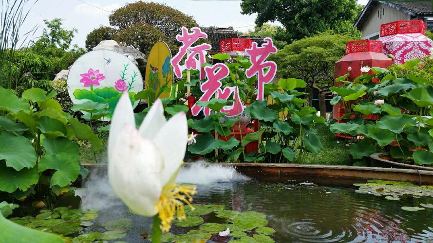 莲花节是几月几号?上海荷花节儿童收费吗-图3 莲花节是几月几号?上海荷花节儿童收费吗-图3