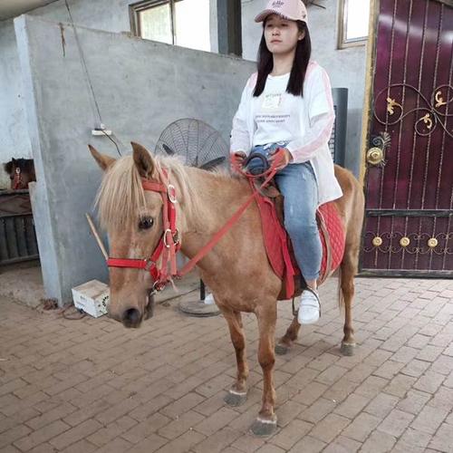 沈阳哪里有骑马的地方?矮马俱乐部收费-图3 沈阳哪里有骑马的地方?矮马俱乐部收费-图3