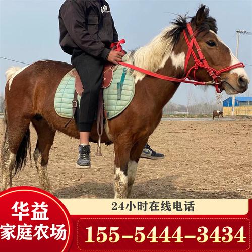 沈阳哪里有骑马的地方？矮马俱乐部收费