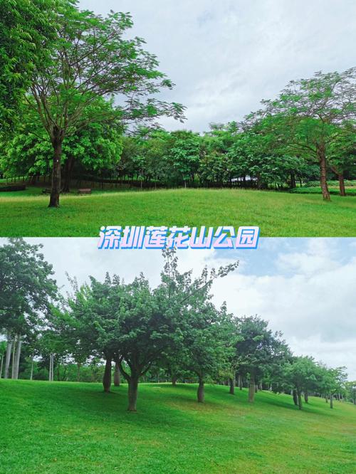 深圳莲花山停车攻略？彩田公园 收费
