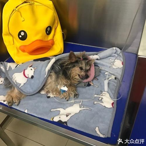 哈尔滨宠物医院哪家好?福爱宠物医院收费标准-图2 哈尔滨宠物医院哪家好?福爱宠物医院收费标准-图2