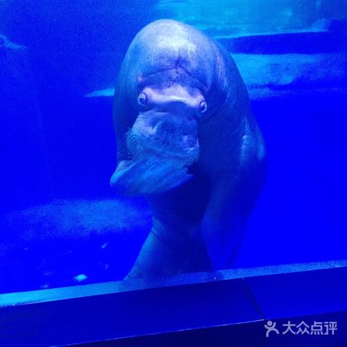 抚顺海洋馆老人要门票吗?抚顺海洋馆停车场收费-图2 抚顺海洋馆老人要门票吗?抚顺海洋馆停车场收费-图2