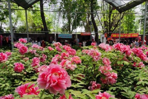 中国国花园和洛阳国花园哪家更好？中国国花园平时收费吗-图2